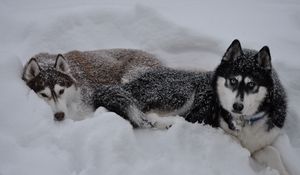 Preview wallpaper husky, dogs, snow, down, couple, winter