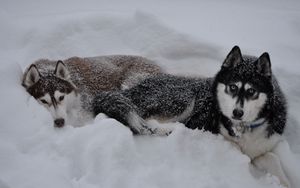 Preview wallpaper husky, dogs, snow, down, couple, winter