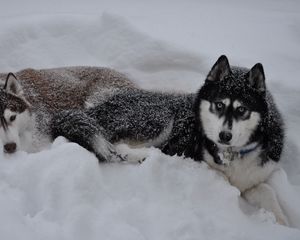 Preview wallpaper husky, dogs, snow, down, couple, winter