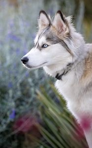 Preview wallpaper husky, glance, dog, animal, pet