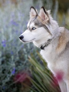 Preview wallpaper husky, glance, dog, animal, pet