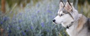 Preview wallpaper husky, glance, dog, animal, pet