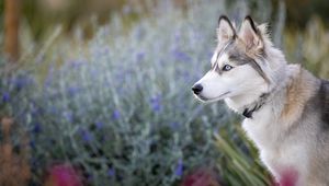 Preview wallpaper husky, glance, dog, animal, pet