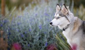 Preview wallpaper husky, glance, dog, animal, pet