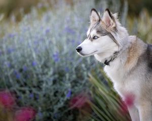 Preview wallpaper husky, glance, dog, animal, pet