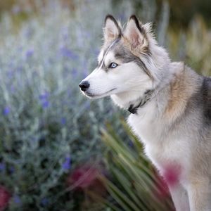 Preview wallpaper husky, glance, dog, animal, pet