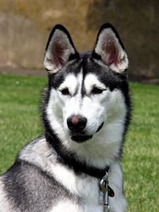 Preview wallpaper husky, grass, spotted, muzzle, dog