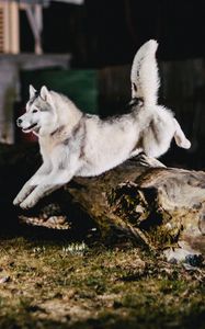 Preview wallpaper husky, jump, dog