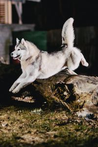 Preview wallpaper husky, jump, dog