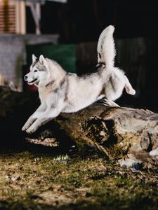 Preview wallpaper husky, jump, dog