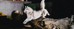 Preview wallpaper husky, jump, dog