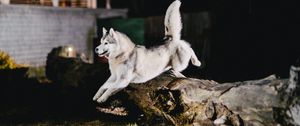 Preview wallpaper husky, jump, dog