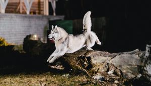 Preview wallpaper husky, jump, dog