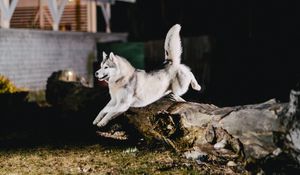 Preview wallpaper husky, jump, dog