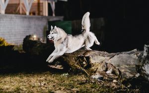 Preview wallpaper husky, jump, dog
