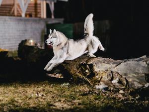 Preview wallpaper husky, jump, dog