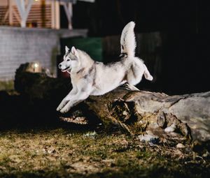 Preview wallpaper husky, jump, dog