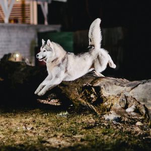 Preview wallpaper husky, jump, dog