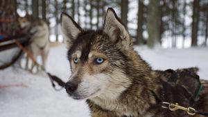 Preview wallpaper husky, muzzle, dog, blue-eyed