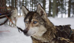 Preview wallpaper husky, muzzle, dog, blue-eyed