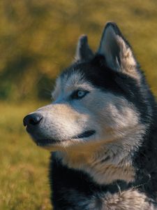 Preview wallpaper husky, muzzle, dog, blur