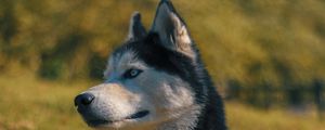 Preview wallpaper husky, muzzle, dog, blur