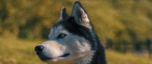 Preview wallpaper husky, muzzle, dog, blur