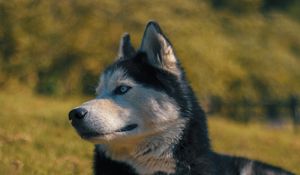 Preview wallpaper husky, muzzle, dog, blur