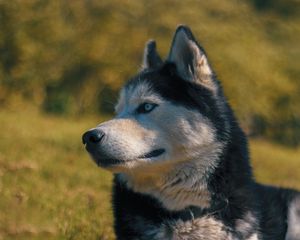 Preview wallpaper husky, muzzle, dog, blur