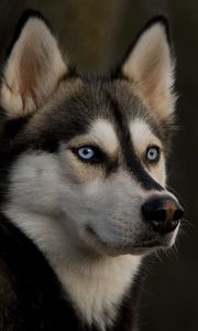 Preview wallpaper husky, muzzle, dog, eyes