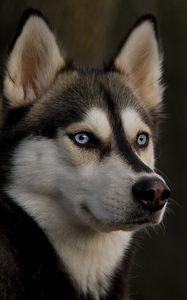 Preview wallpaper husky, muzzle, dog, eyes