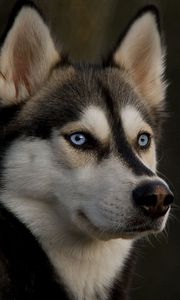 Preview wallpaper husky, muzzle, dog, eyes