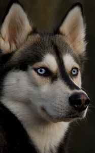 Preview wallpaper husky, muzzle, dog, eyes