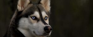 Preview wallpaper husky, muzzle, dog, eyes