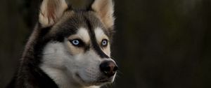 Preview wallpaper husky, muzzle, dog, eyes