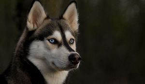 Preview wallpaper husky, muzzle, dog, eyes