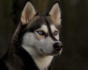 Preview wallpaper husky, muzzle, dog, eyes