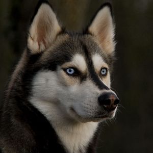 Preview wallpaper husky, muzzle, dog, eyes