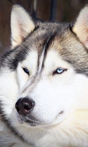 Preview wallpaper husky, muzzle, eyes, dog