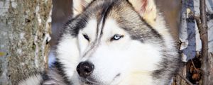 Preview wallpaper husky, muzzle, eyes, dog