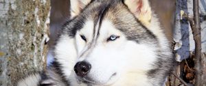 Preview wallpaper husky, muzzle, eyes, dog