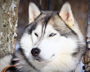 Preview wallpaper husky, muzzle, eyes, dog