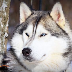 Preview wallpaper husky, muzzle, eyes, dog