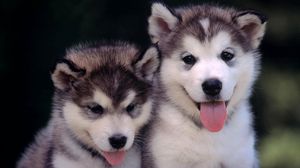 Preview wallpaper husky, puppies, couple, leisure