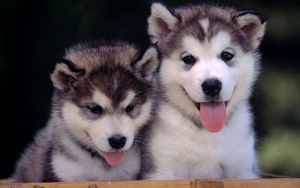 Preview wallpaper husky, puppies, couple, leisure