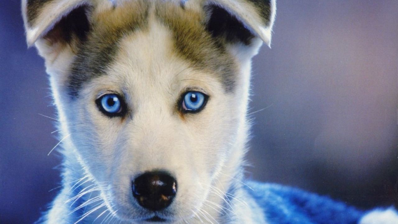 Wallpaper husky, puppy, blue-eyed, baby