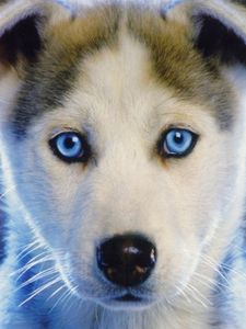 Preview wallpaper husky, puppy, blue-eyed, baby
