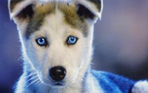 Preview wallpaper husky, puppy, blue-eyed, baby