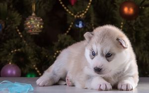 Preview wallpaper husky, puppy, christmas balls, spruce