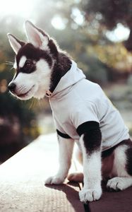 Preview wallpaper husky, puppy, clothing, muzzle